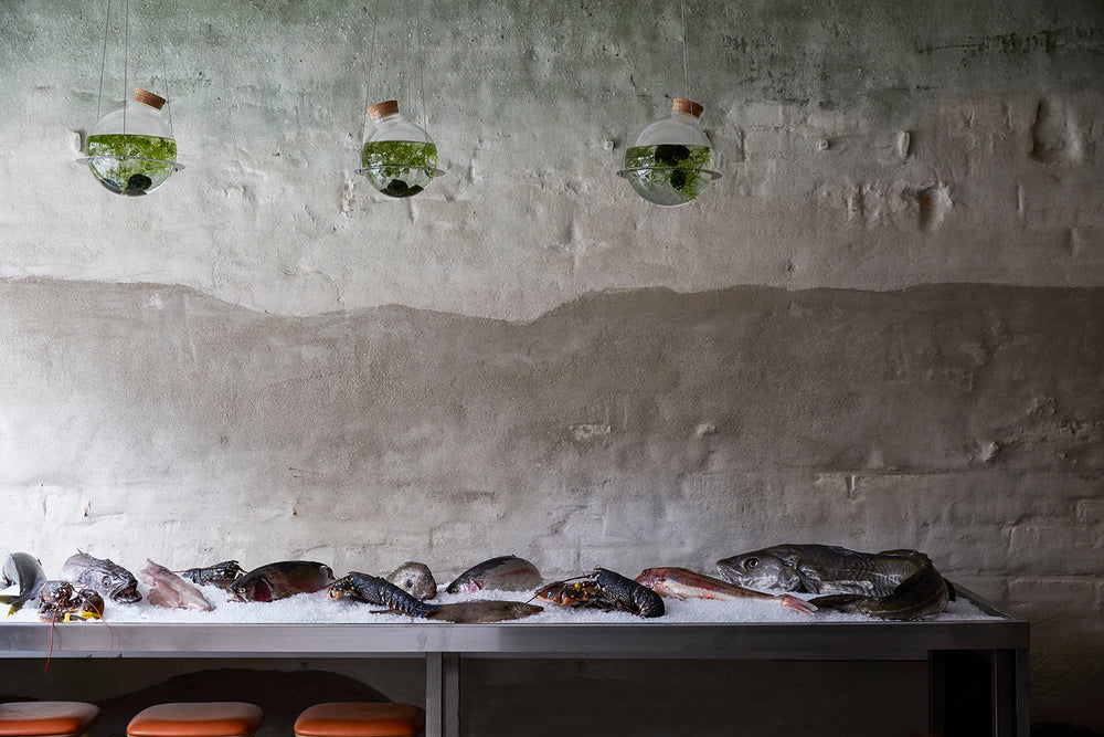 London's Finest Daily Fresh Catch